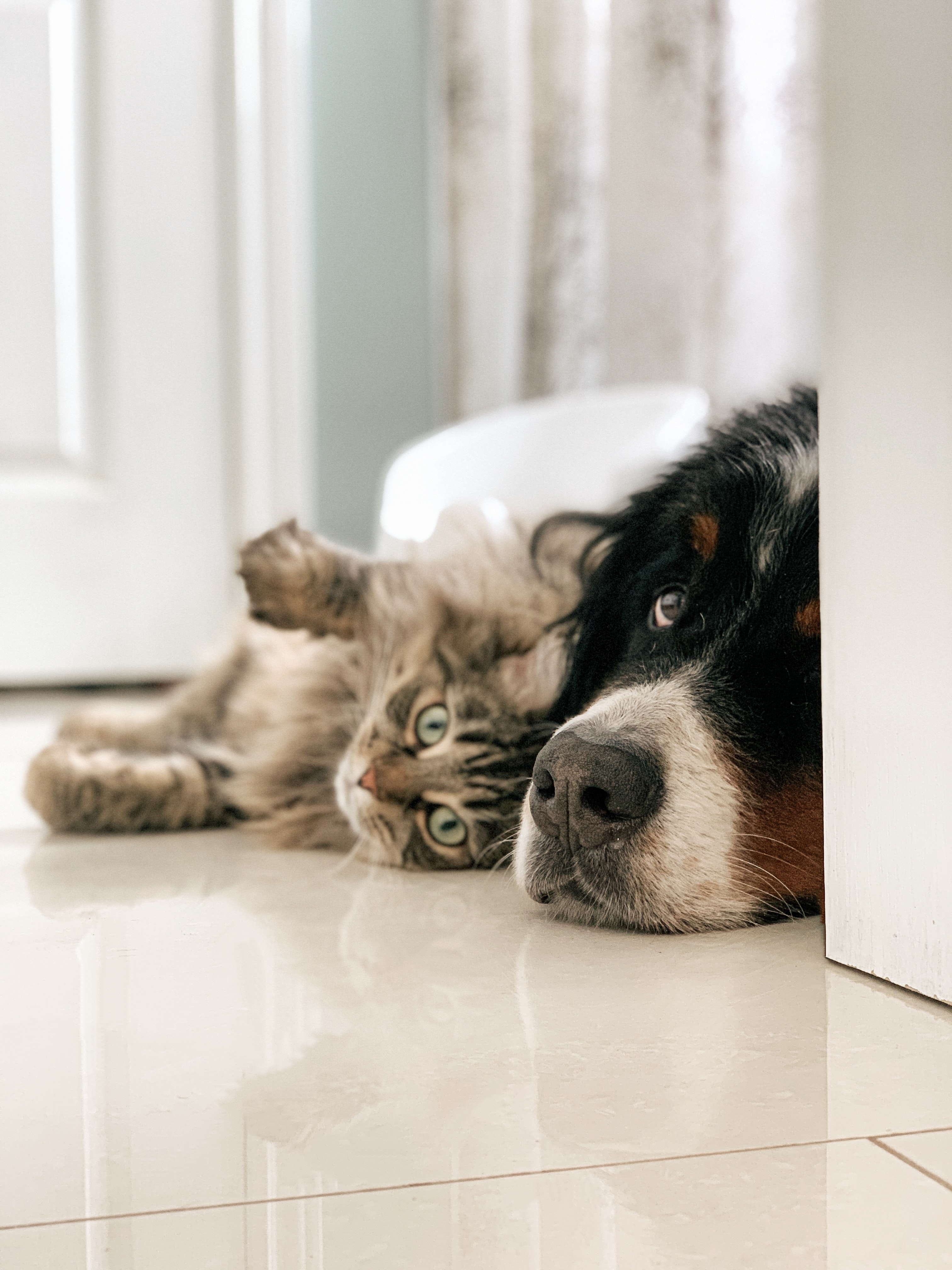 A picture of a dog and cat on a lying close to each other on the floor.